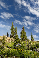 Columbines and Firs on Ridge