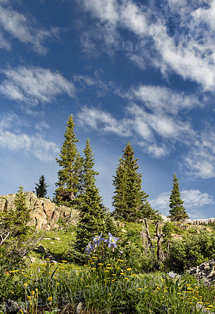 Columbines and Firs on Ridge