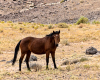 Wild Horse Protecting Family