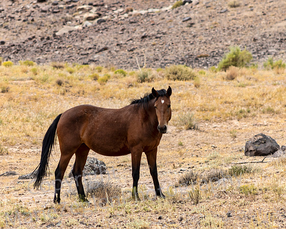 Wild Horse Protecting Family