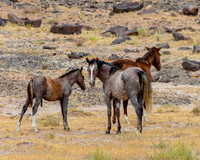Wild Horse Pack