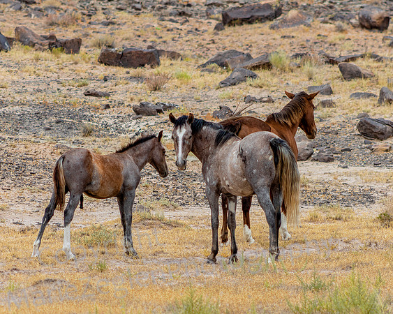 Wild Horse Pack
