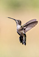 Black-Chinned Hummer