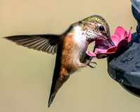 Rufous Hummer