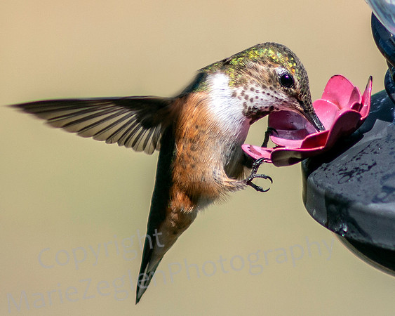 Rufous Hummer