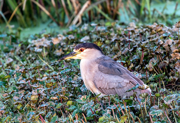 Black Crowned Night Heron in Grass