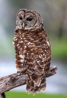 Barred Owl