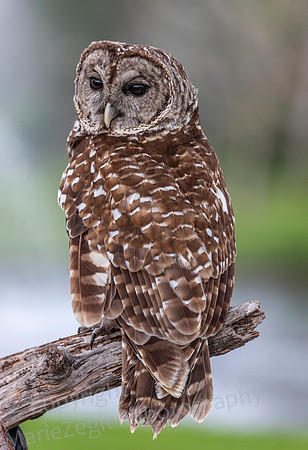 Barred Owl