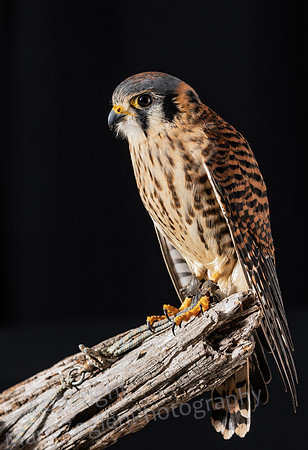 American Kestrel on Perch