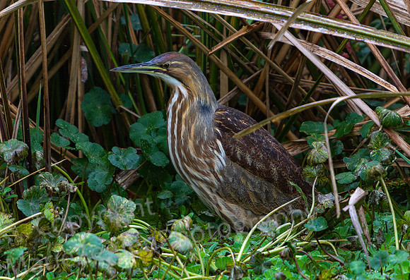 Least Bittern Hunting