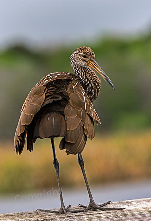 Limpkin on Rail