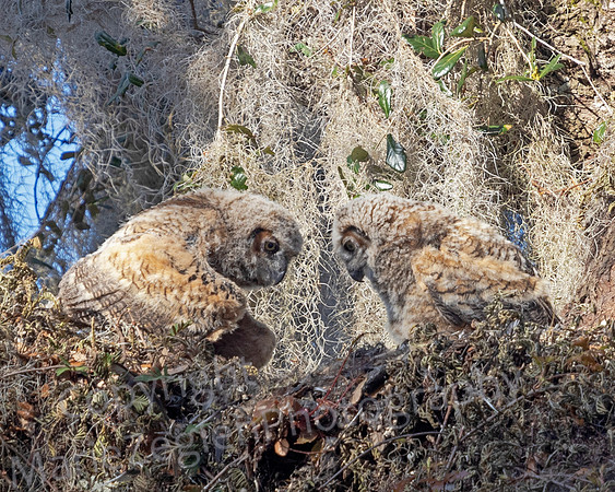 Great Horned Owl Chicks Inspecting Dinner