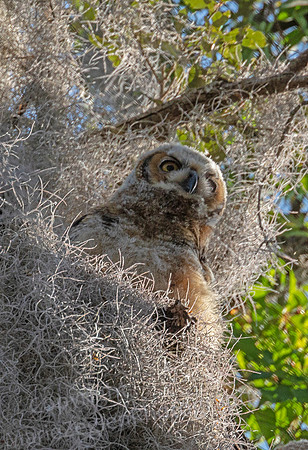 Great Horned Owl Chick