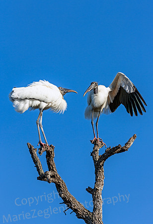 Wood Storks Size Up