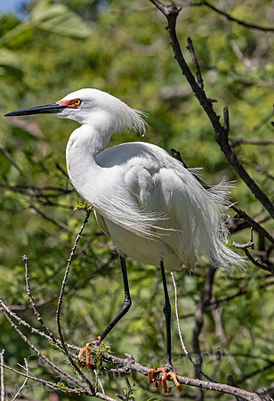 Snowy Egret in Breeding Plumage
