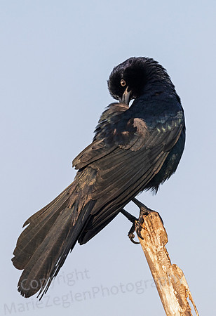 Common Grackle Female