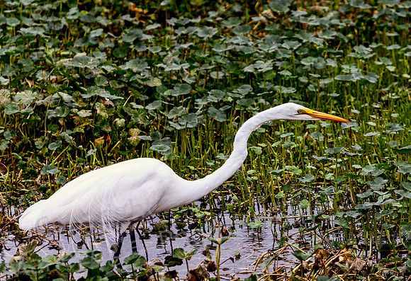 Great Egret Hunting