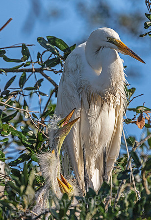 Great Egret Mom and Hungry Chicks