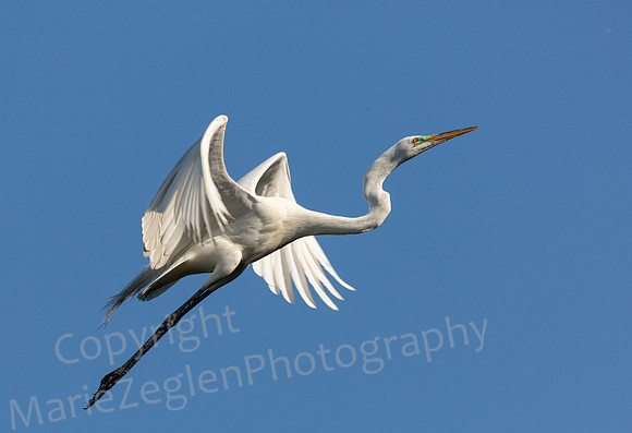 Great Egret Liftoff