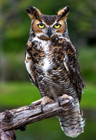 Great Horned Owl on Perch
