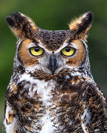 Great Horned Owl Stare