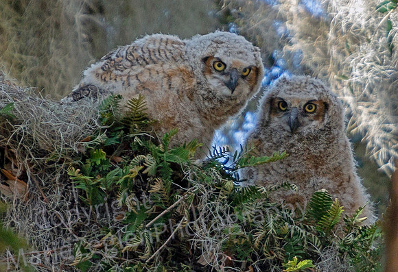Great Horned Owl Chicks on Nest