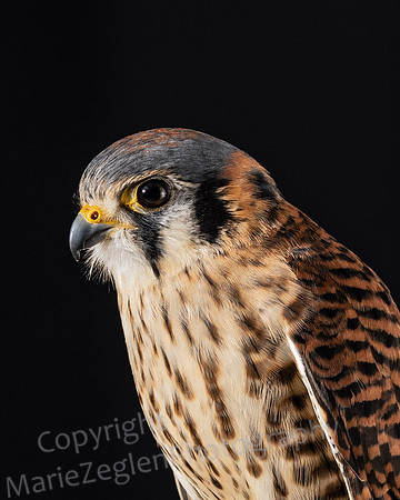 American Kestrel Closeup