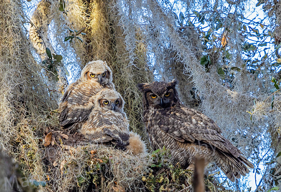 Great Horned Owl Mom and Chicks