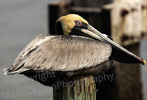 Brown Pelican on Pier