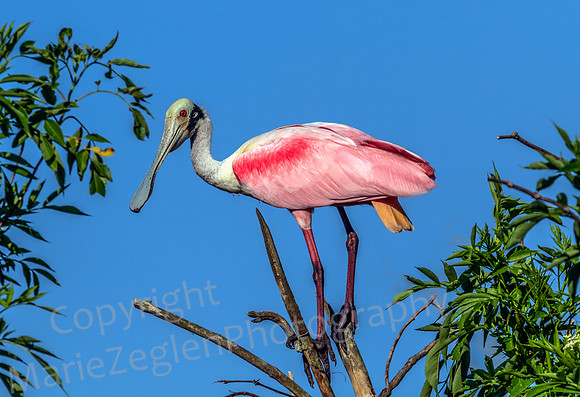 Roseate Spoonbill on Perch