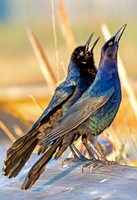 Common Grackle Chicks Calling Mom