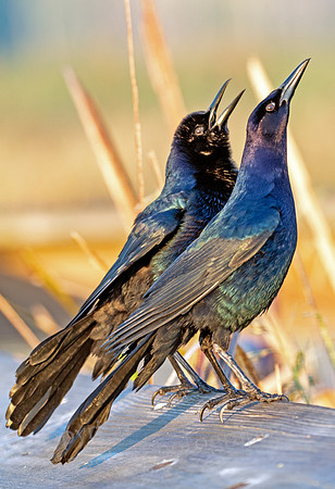 Common Grackle Chicks Calling Mom