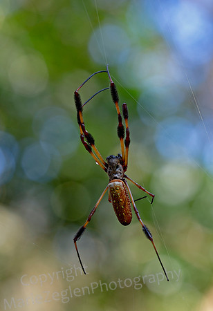 Banana Orb Spider Closeup
