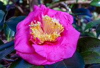 Azalea Flower in Garden