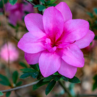 Camelia Full Pink