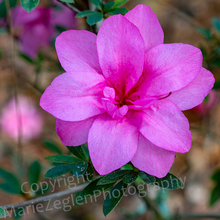 Camelia Full Pink