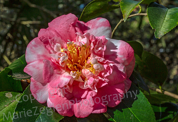 Camellia in Garden