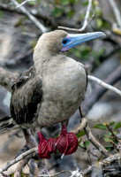 Galapagos Red Footed Booby on Tree 3126