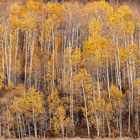 Grand Tetons Aspen Clump