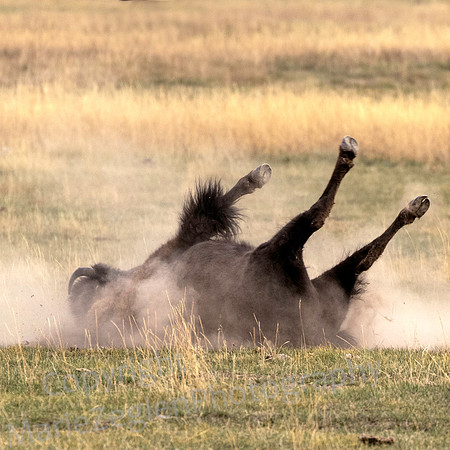 Bison Dust Bath