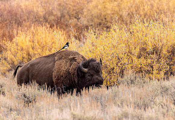 Bison with Magpie