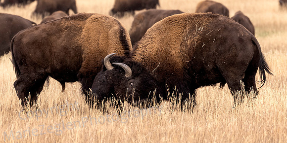 Bison Competition