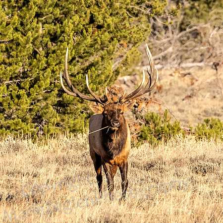 Bull Elk in Field