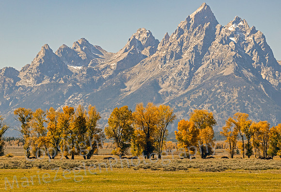 Bison on the Range