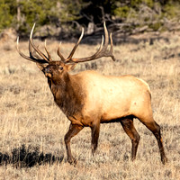 Bull Elk Sniffing for Mates