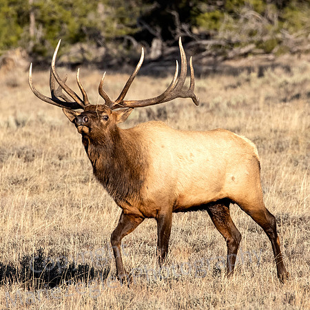 Bull Elk Sniffing for Mates