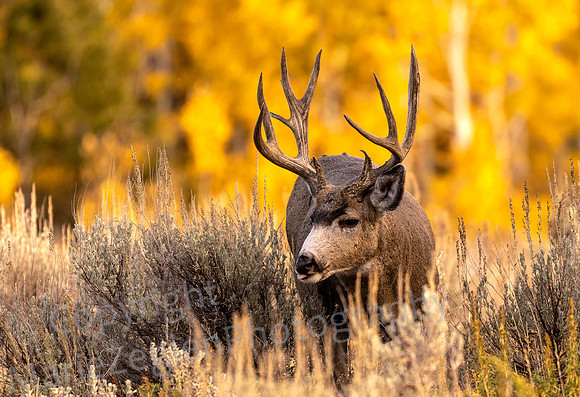 Mule Deer Foraging in Aspen Horizontal