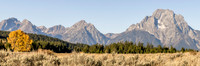 Cottonwood and Mountain Panorama