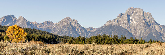 Cottonwood and Mountain Panorama