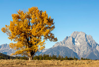 Single Cottonwood with Mountain Backdrop